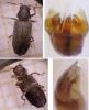 Hemicoelus fulvicornis